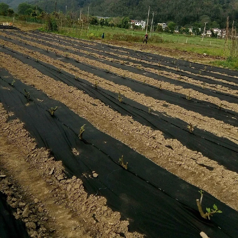 PP Dokuma Geotekstil Drenaj Kumaş Paspas Zemin 4m x 50m Yabani Ot Önleme 0